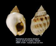 Nassarius arcularia plicatus (2)